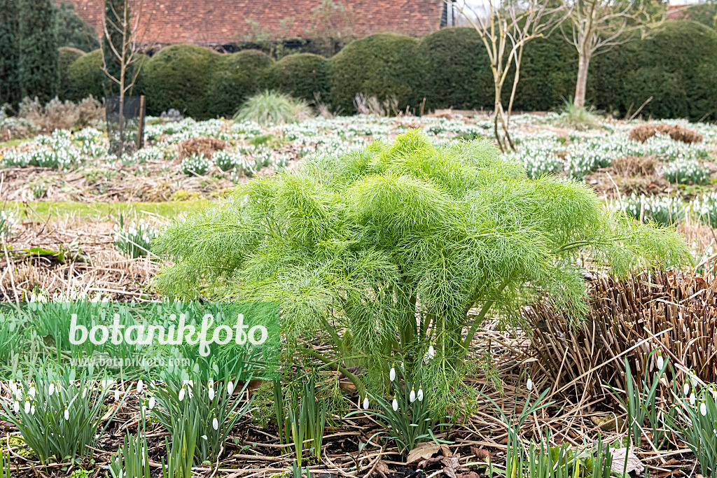 638102 - Fenchel (Foeniculum vulgare)