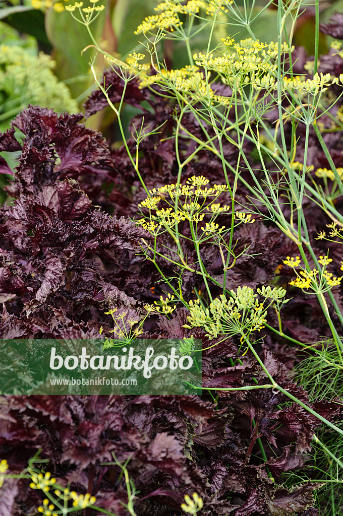 488110 - Fenchel (Foeniculum vulgare) und Schwarznessel (Perilla frutescens var. nankinensis)