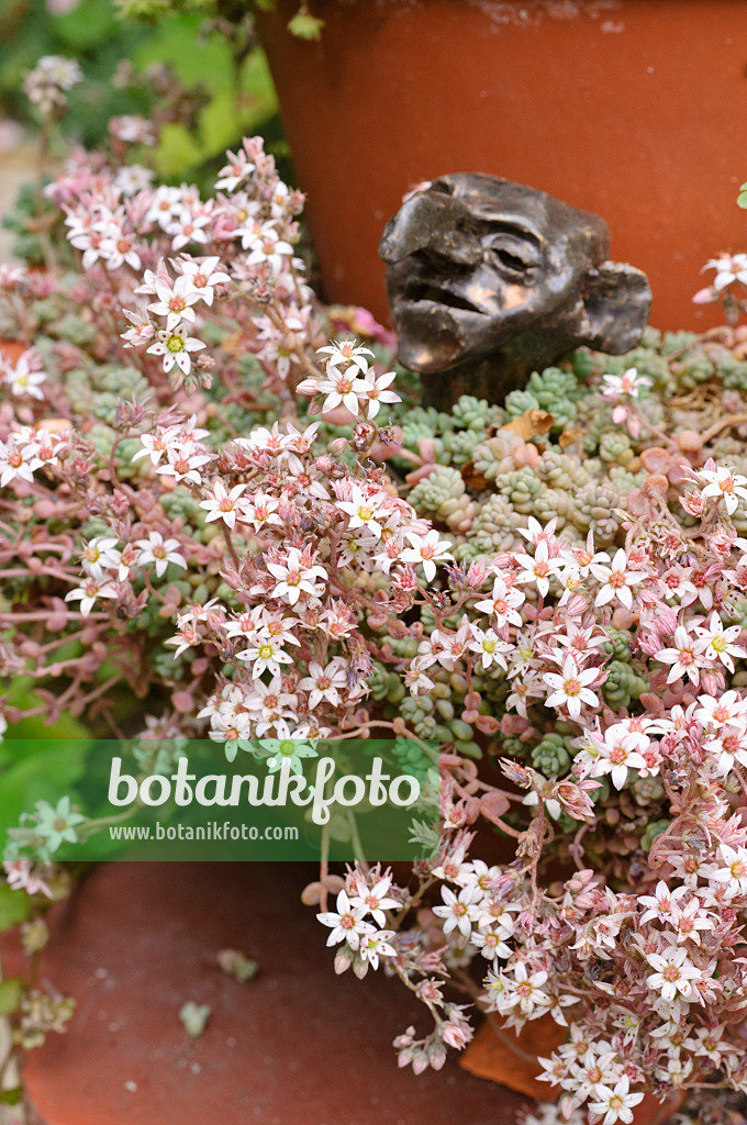 474113 - Fetthenne (Sedum)