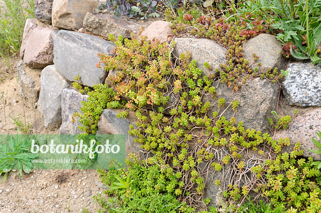 472423 - Fetthenne (Sedum) auf einer Trockensteinmauer