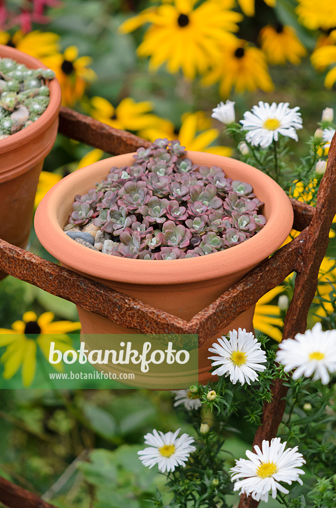 524184 - Fetthenne (Sedum) in einem Blumentopf auf einer rostigen Etagere