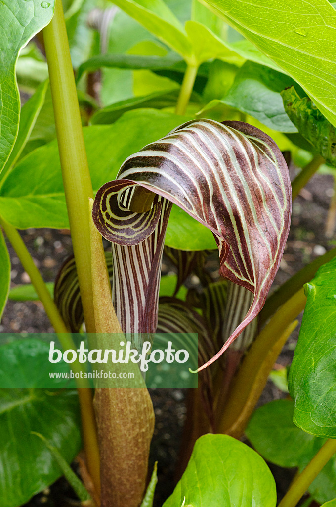 473320 - Feuerkolben (Arisaema fargesii)