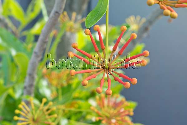 550008 - Feuerradbaum (Stenocarpus sinuatus)