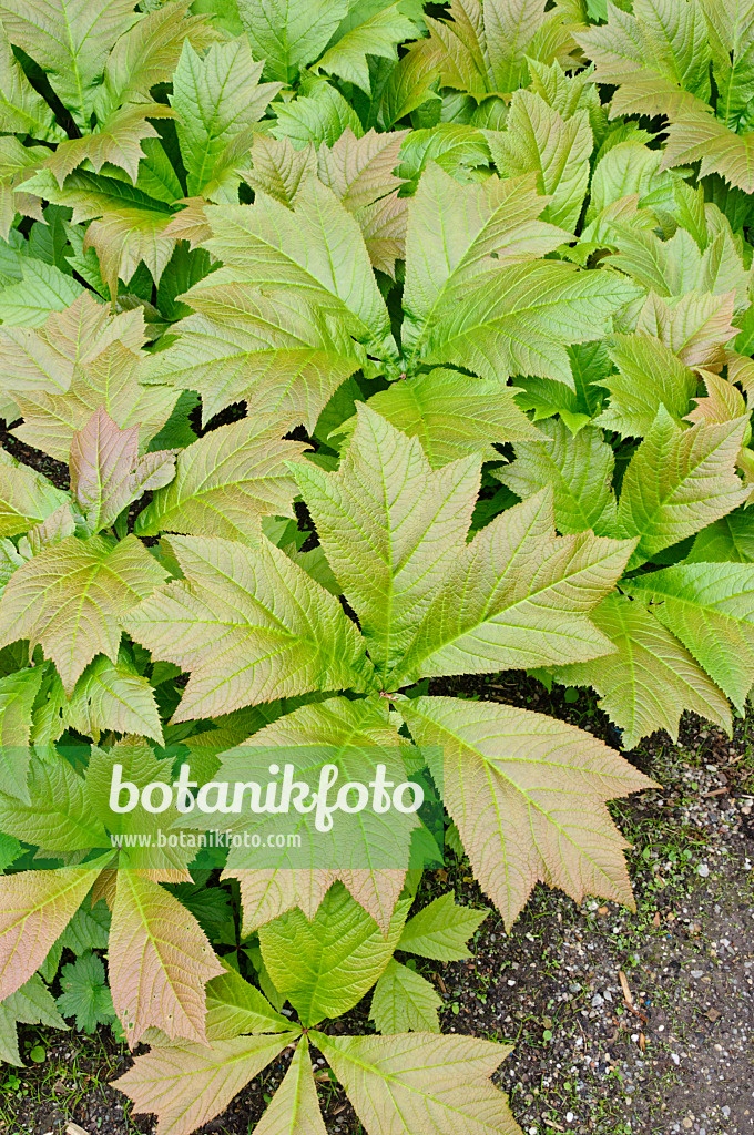 472237 - Fiederblättriges Schaublatt (Rodgersia pinnata 'Rotlaub')