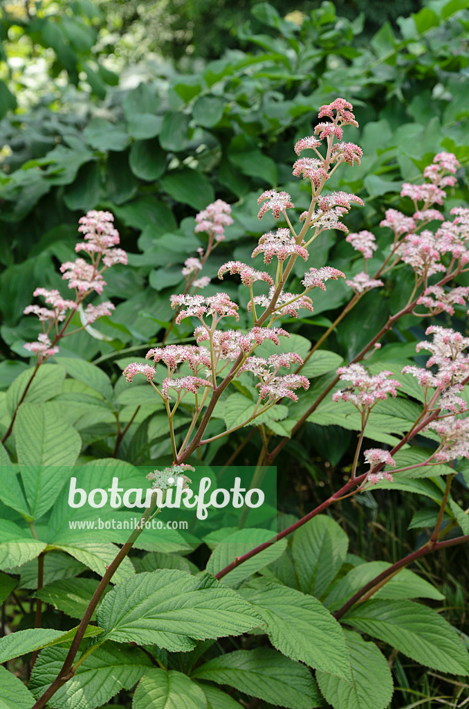 497105 - Fiederblättriges Schaublatt (Rodgersia pinnata 'Maurice Mason')