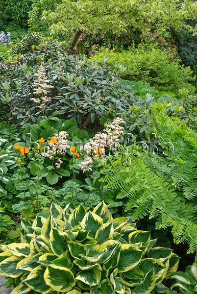 517115 - Fiederblättriges Schaublatt (Rodgersia pinnata), Chinesische Trollblume (Trollius chinensis) und Funkien (Hosta)