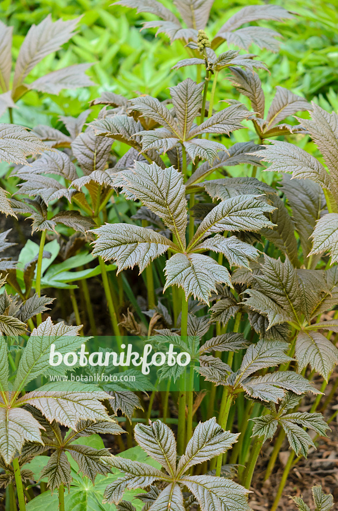 520057 - Fiederblättriges Schaublatt (Rodgersia pinnata 'Rotlaub')