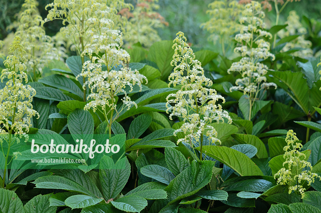 533622 - Fiederblättriges Schaublatt (Rodgersia pinnata)