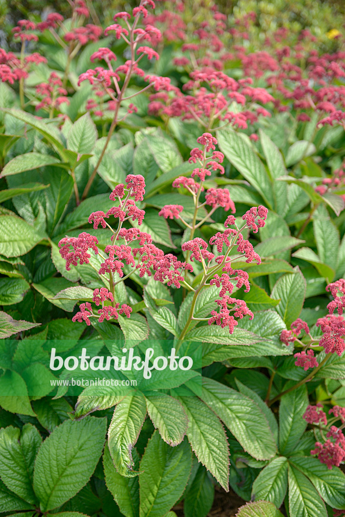 547280 - Fiederblättriges Schaublatt (Rodgersia pinnata 'Crug Cardinal')