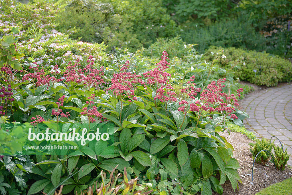 547281 - Fiederblättriges Schaublatt (Rodgersia pinnata 'Crug Cardinal')