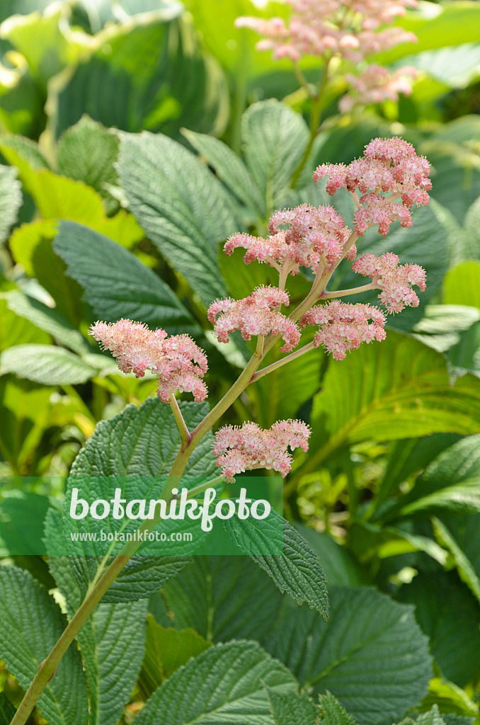 497108 - Fiederblättriges Schaublatt (Rodgersia pinnata 'Die Stolze')