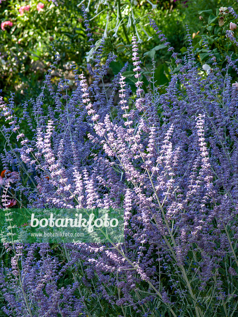 439380 - Fiederschnittige Perowskie (Perovskia abrotanoides)