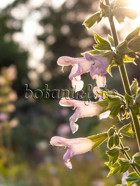 415033 - Filziger Salbei (Salvia tomentosa)
