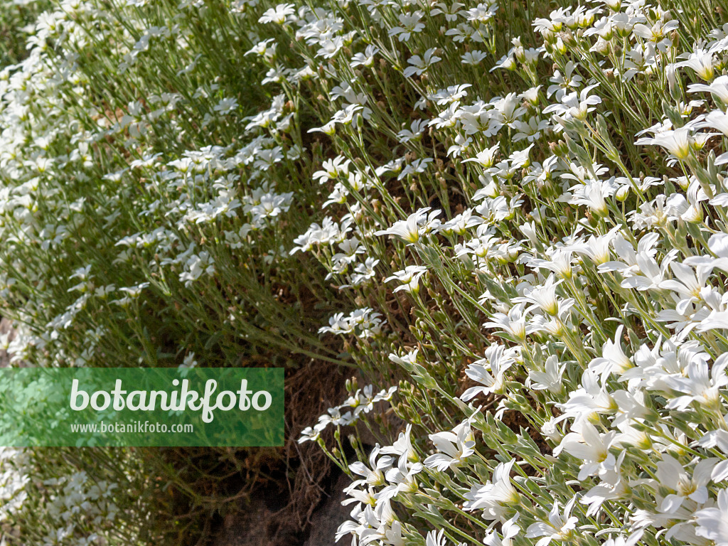 413025 - Filziges Hornkraut (Cerastium tomentosum)