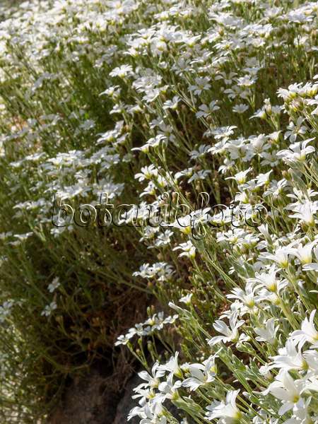 413026 - Filziges Hornkraut (Cerastium tomentosum)