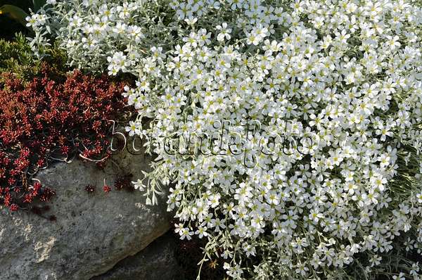 496197 - Filziges Hornkraut (Cerastium tomentosum)