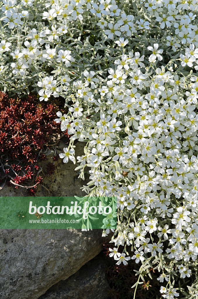 496198 - Filziges Hornkraut (Cerastium tomentosum)