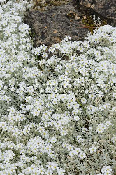 521195 - Filziges Hornkraut (Cerastium tomentosum)