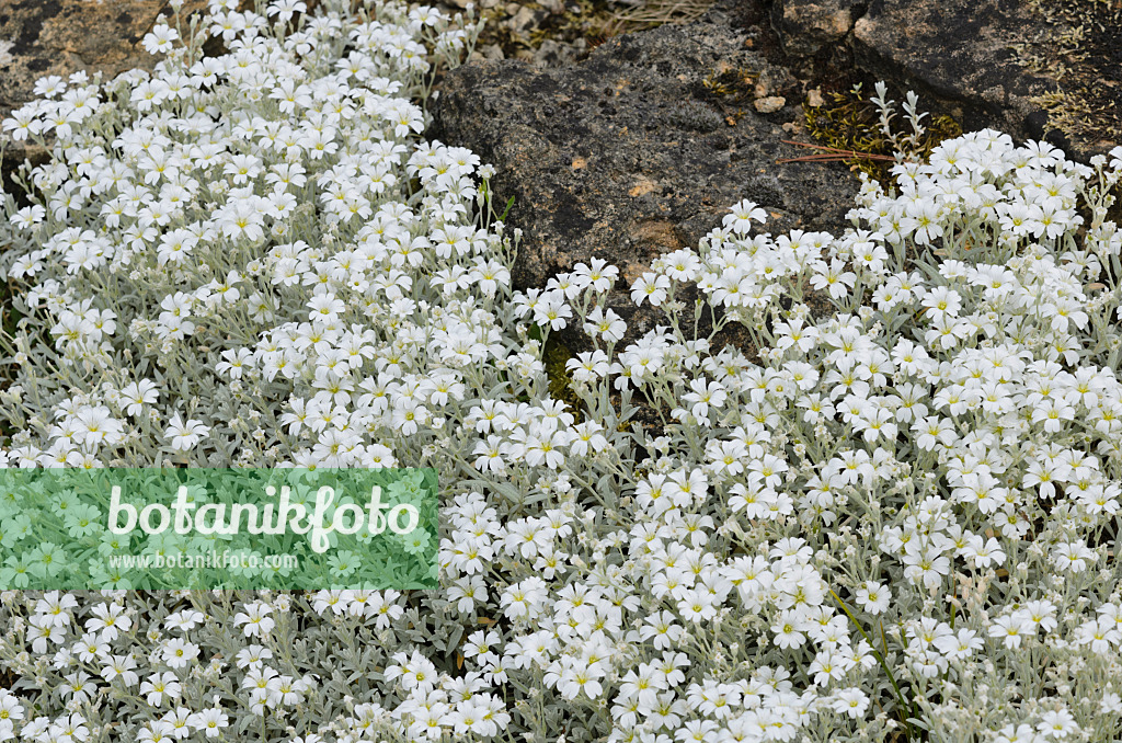 521196 - Filziges Hornkraut (Cerastium tomentosum)