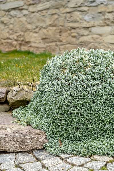 593047 - Filziges Hornkraut (Cerastium tomentosum)