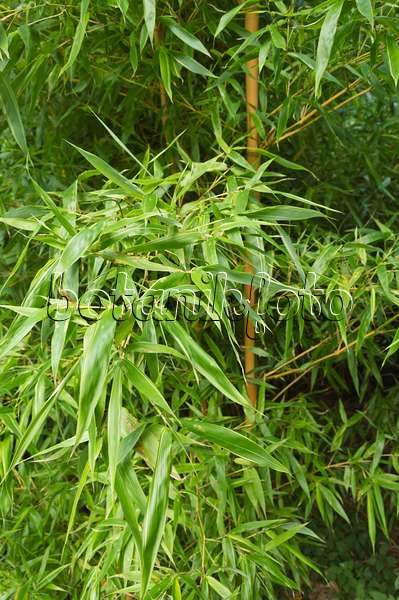 511257 - Flachrohrbambus (Phyllostachys bambusoides 'Castillonis')