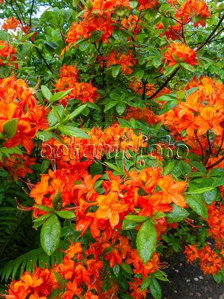 460106 - Flammenazalee (Rhododendron calendulaceum)