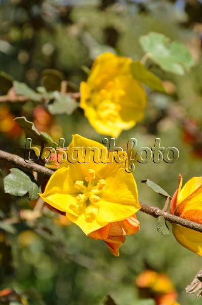 508503 - Flanellstrauch (Fremontodendron California Glory)