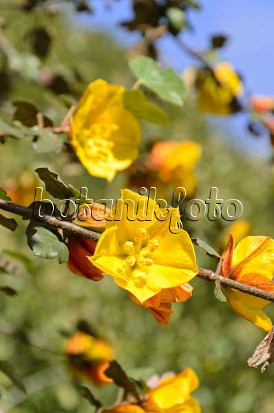 508504 - Flanellstrauch (Fremontodendron California Glory)