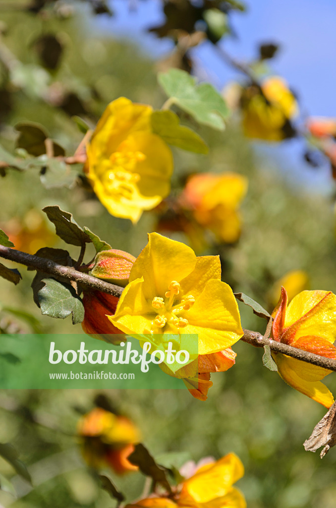 508504 - Flanellstrauch (Fremontodendron California Glory)