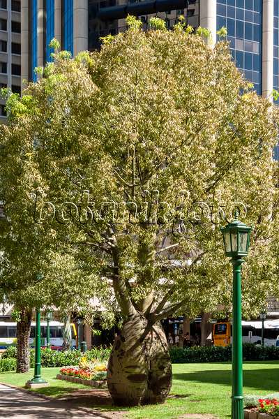 455032 - Flaschenbaum (Brachychiton rupestris), Anzac Square, Brisbane, Australien