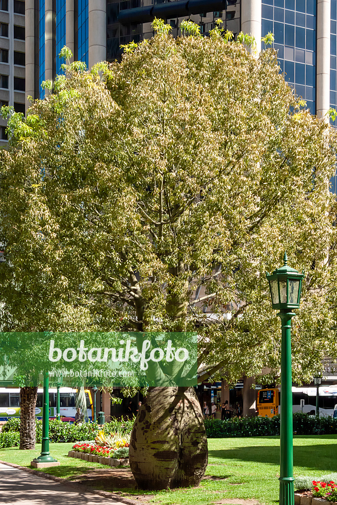 455032 - Flaschenbaum (Brachychiton rupestris), Anzac Square, Brisbane, Australien