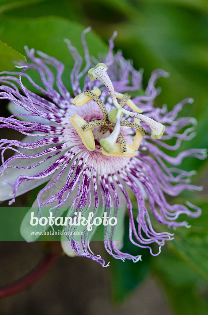 523074 - Fleischfarbene Passionsblume (Passiflora incarnata)