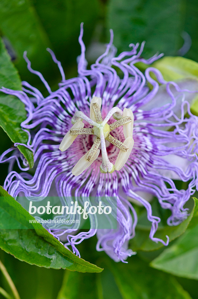 534482 - Fleischfarbene Passionsblume (Passiflora incarnata)