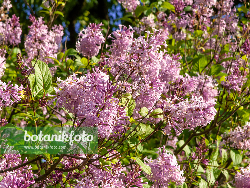 438027 - Flieder (Syringa x henryi)