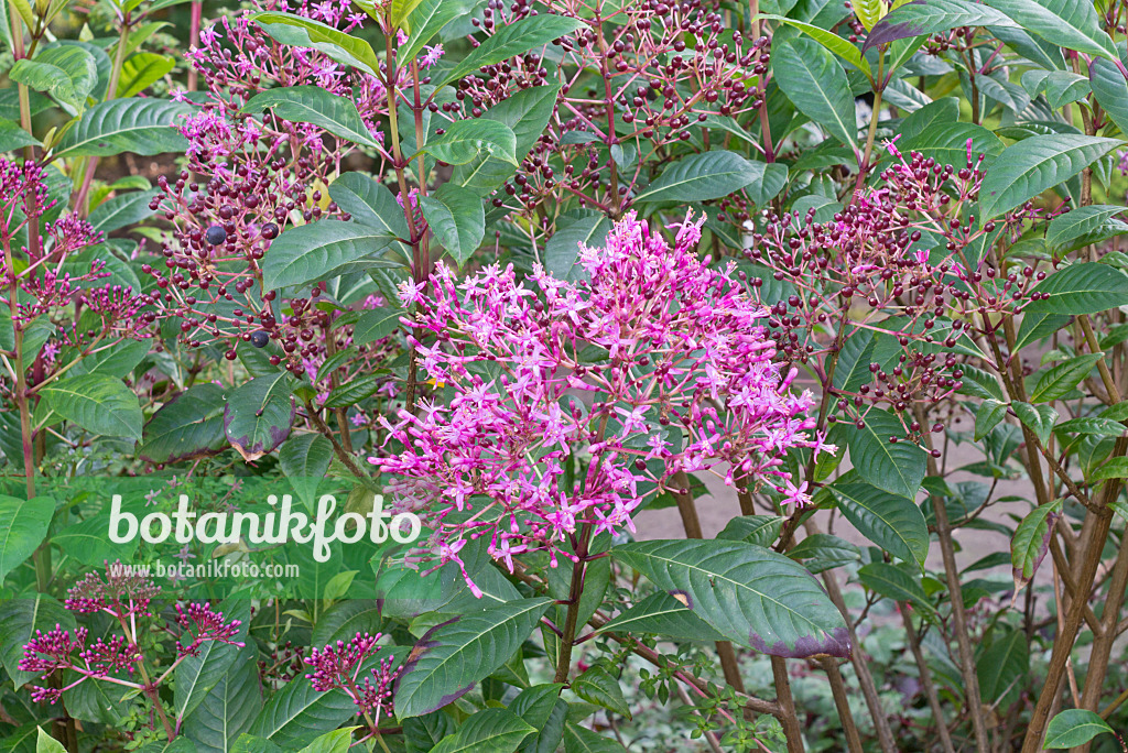 573101 - Fliederblütige Fuchsie (Fuchsia paniculata)