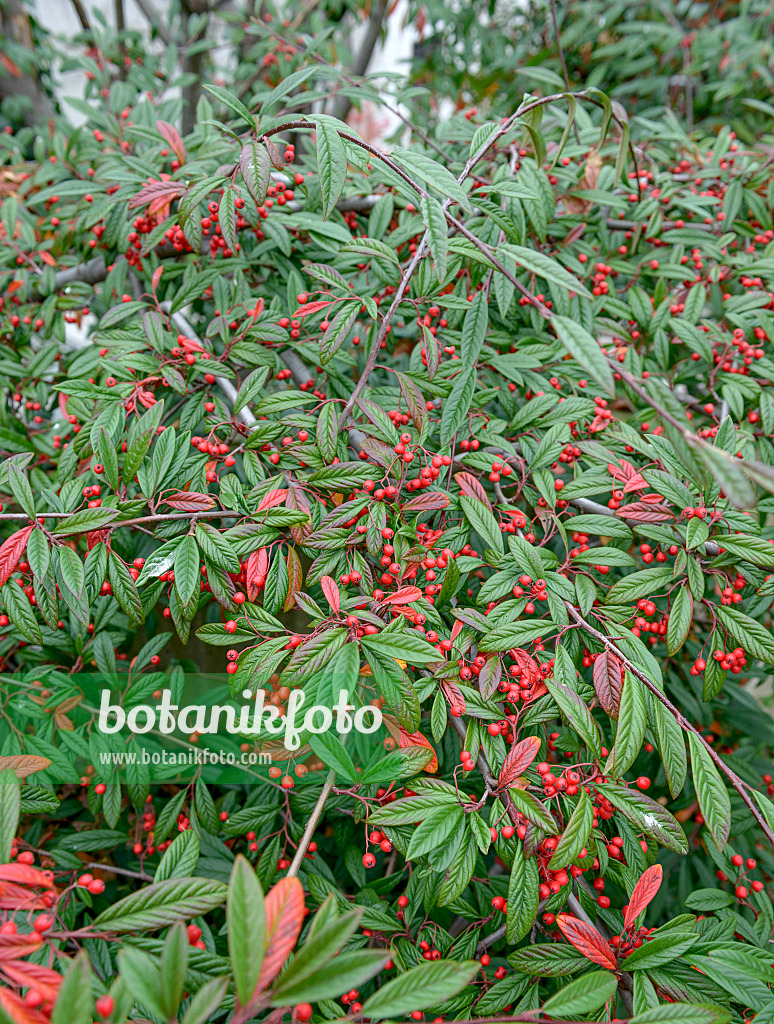 547131 - Flockige Zwergmispel (Cotoneaster floccosus)