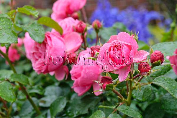 473137 - Floribunda-Rose (Rosa Leonardo da Vinci)
