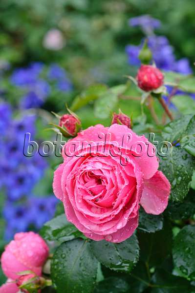 473138 - Floribunda-Rose (Rosa Leonardo da Vinci)