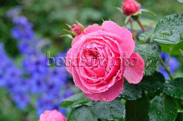 473139 - Floribunda-Rose (Rosa Leonardo da Vinci)