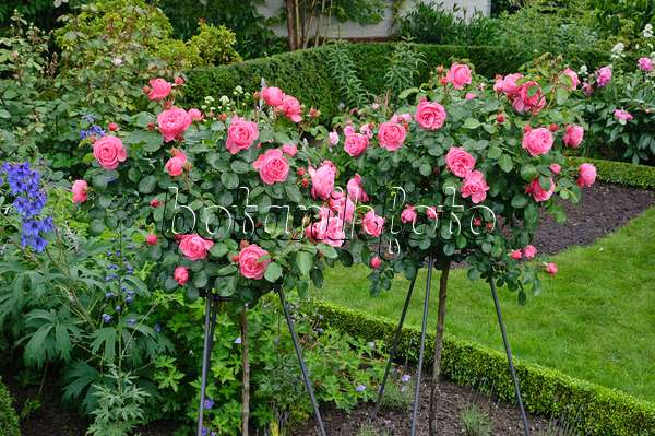 473141 - Floribunda-Rose (Rosa Leonardo da Vinci)