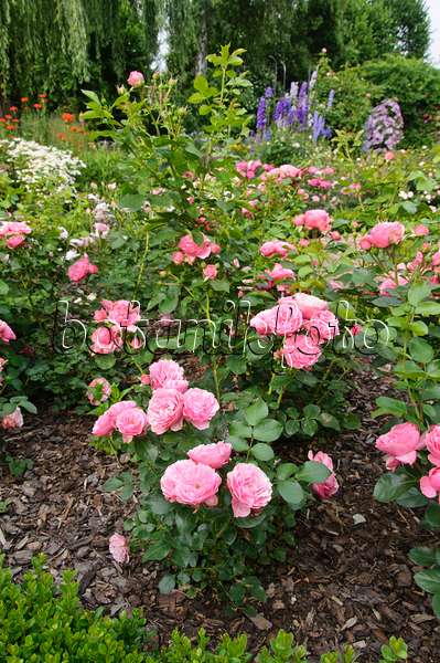 486030 - Floribunda-Rose (Rosa Leonardo da Vinci)