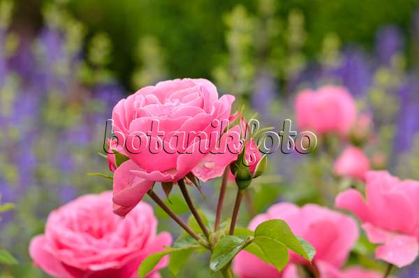 521254 - Floribunda-Rose (Rosa Leonardo da Vinci)