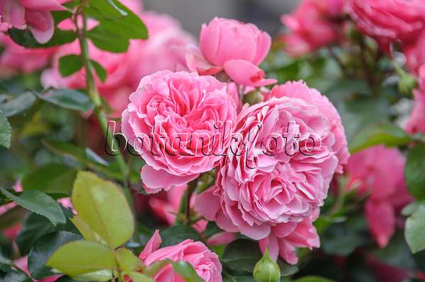 558241 - Floribunda-Rose (Rosa Leonardo da Vinci)