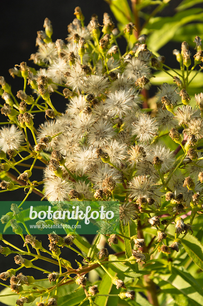 512001 - Flussgreiskraut (Senecio sarracenicus syn. Senecio fluviatilis)