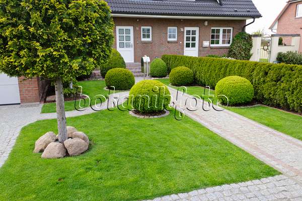 484086 - Formaler Vorgarten mit Rasenfläche und Buchsbaum
