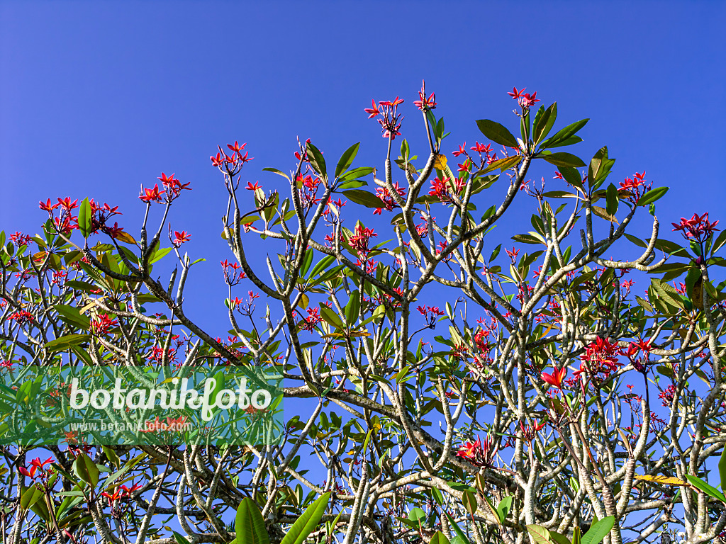 434375 - Frangipani (Plumeria rubra 'Carmine Flush')