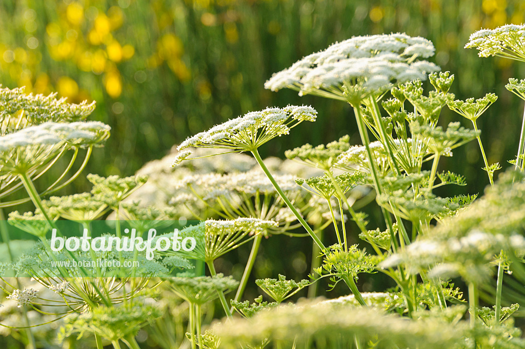 485142 - Französisches Laserkraut (Laserpitium gallicum)