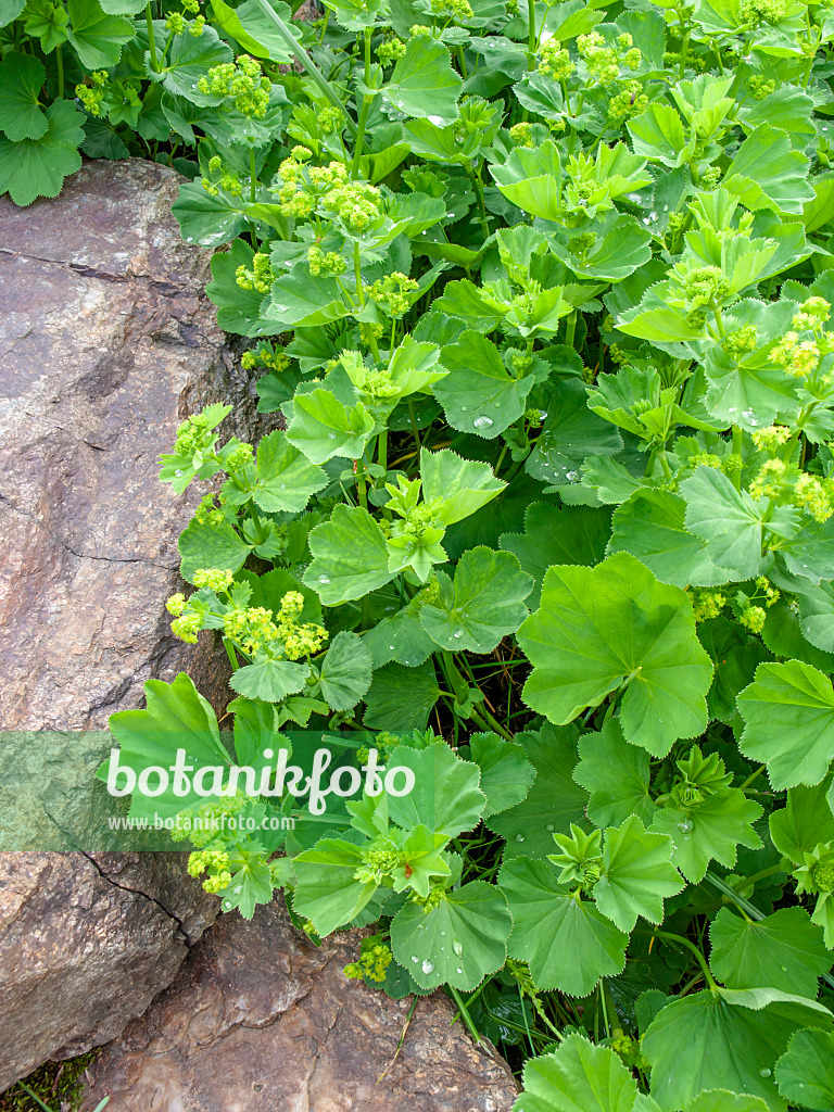 448076 - Frauenmantel (Alchemilla gorcensis)