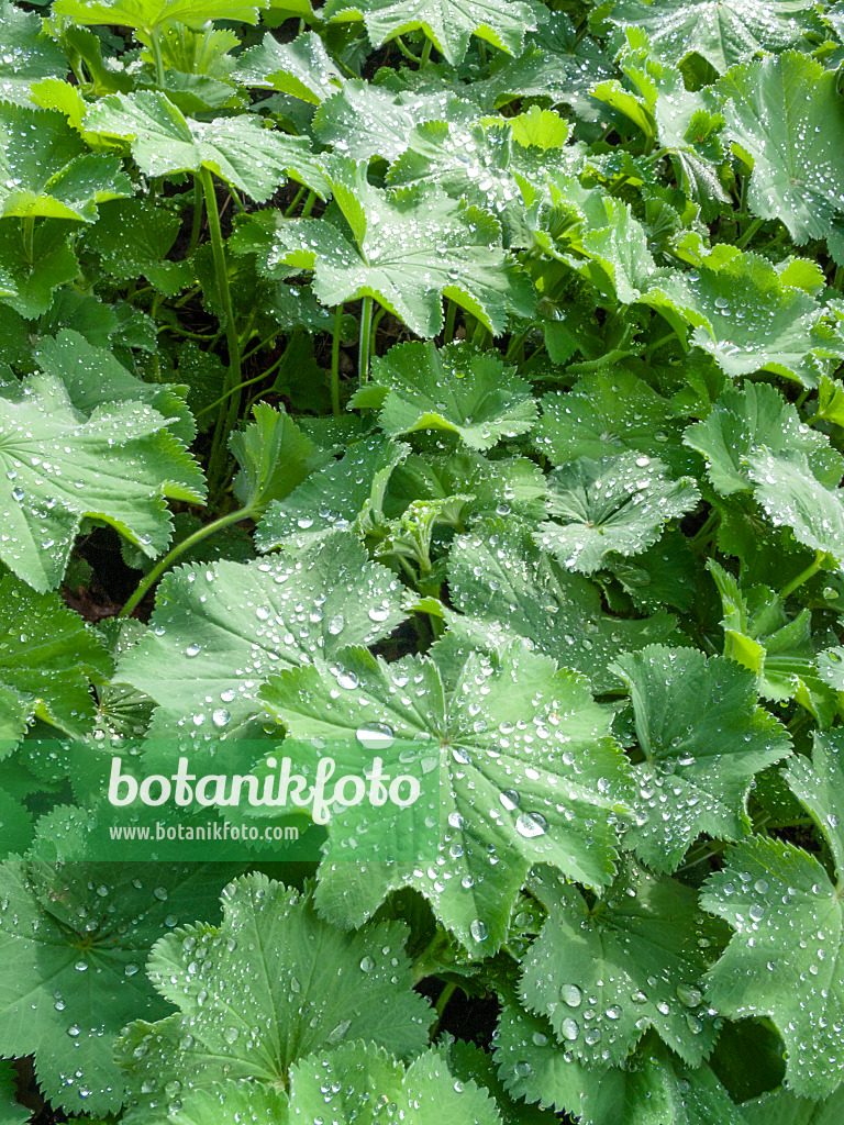 413012 - Frauenmantel (Alchemilla) mit Wassertropfen auf den Blättern