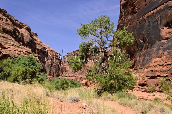 508315 - Frémont-Pappel (Populus fremontii), Hunters Canyon, Utah, USA